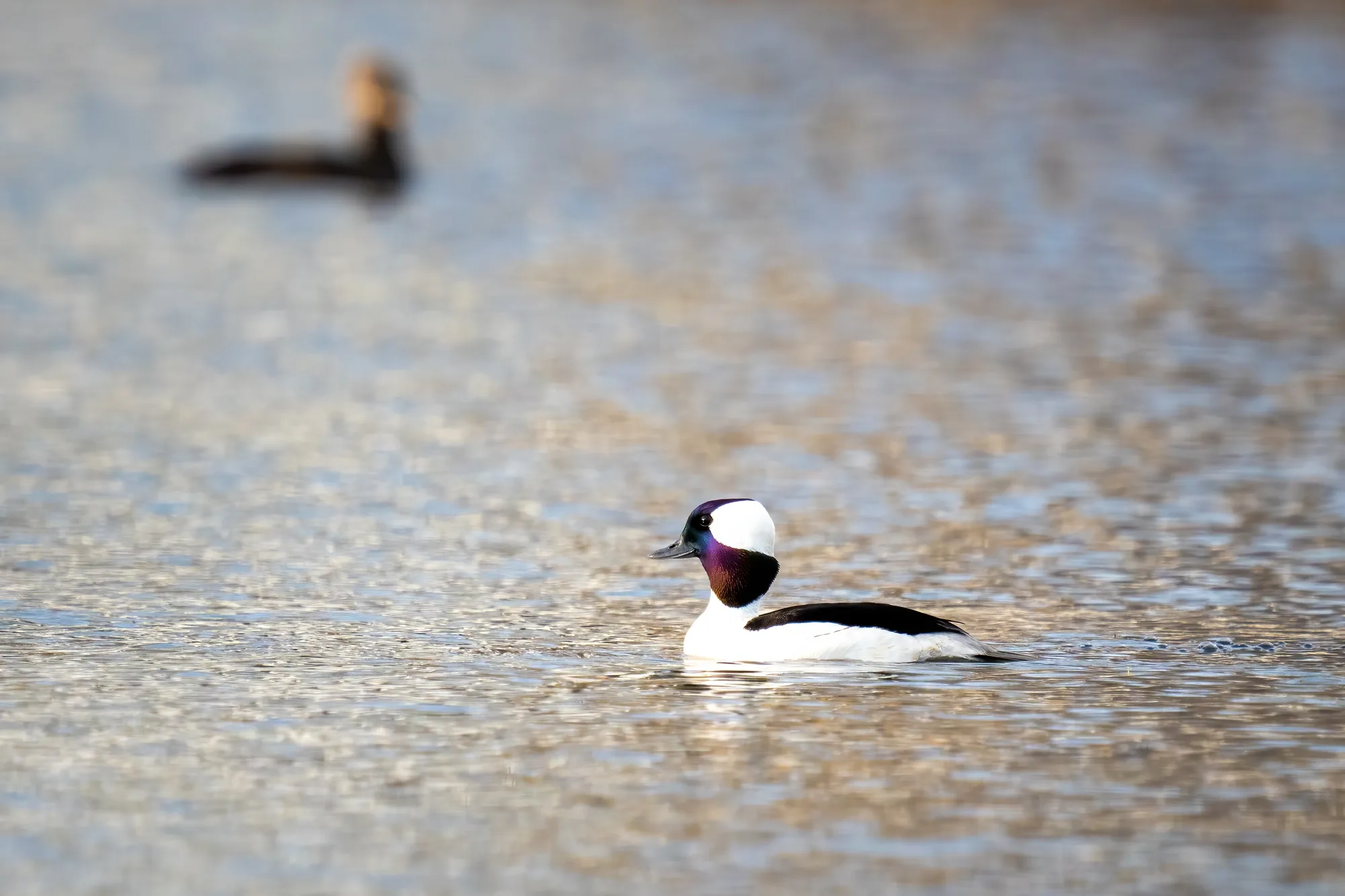 male bufflehead duck swiming on a calm lake at sunset