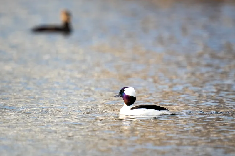 male bufflehead duck swiming on a calm lake at sunset
