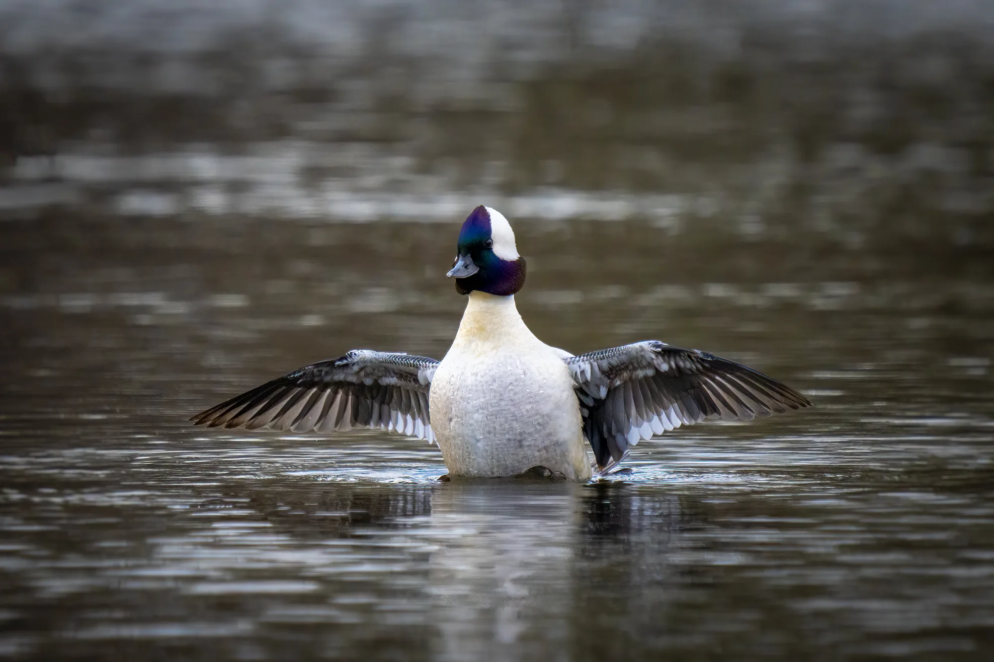 male bufflehead duck stretching it wings on a calm lake
