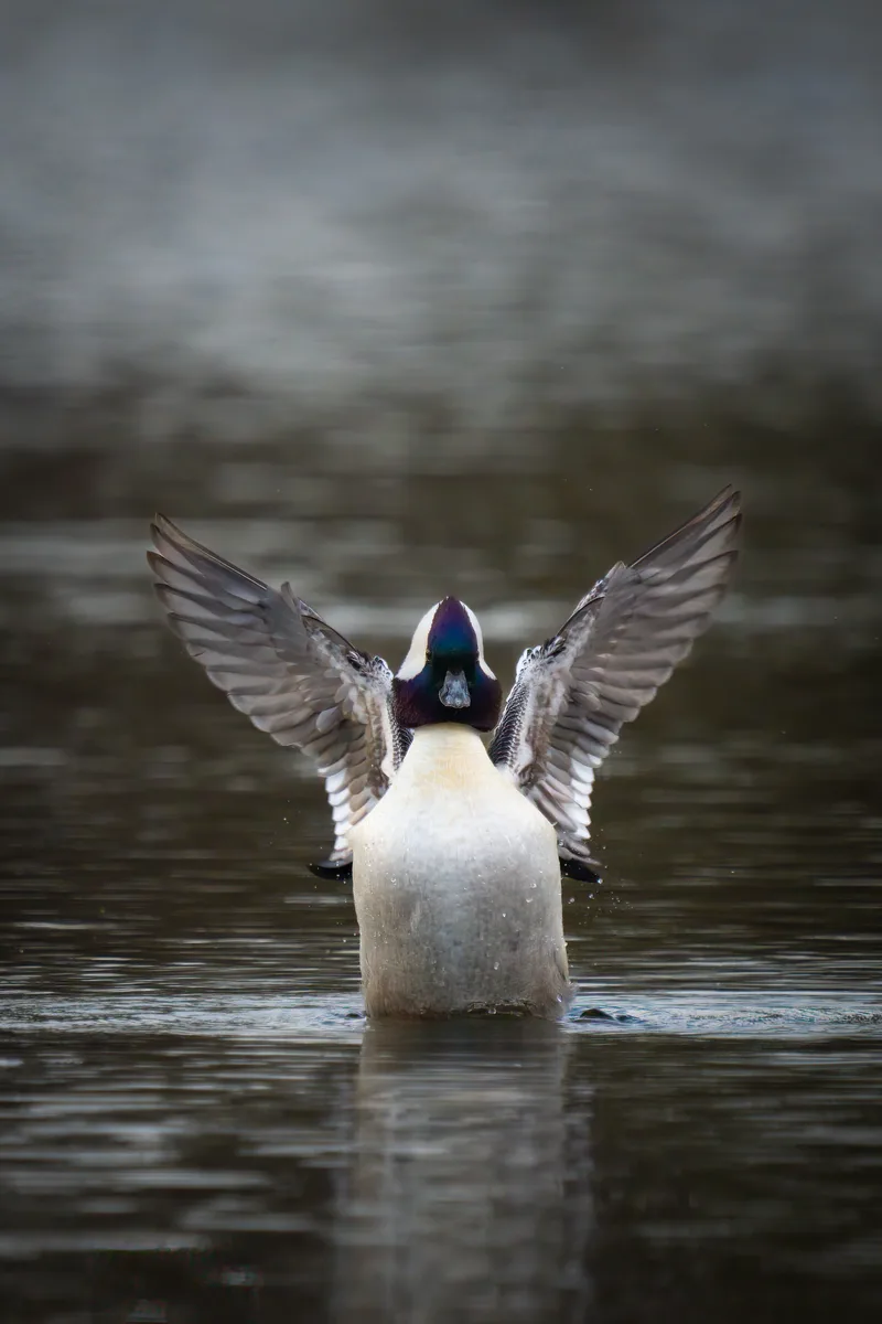 male bufflehead duck stretching it wings on a calm lake
