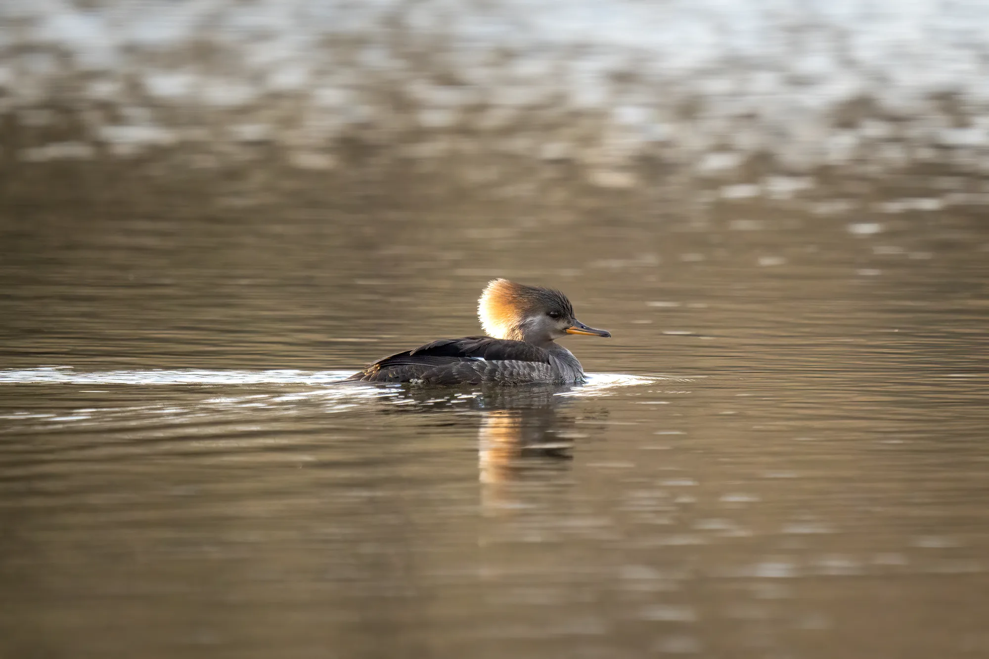 hooded merganser female on a calm pond at sunset