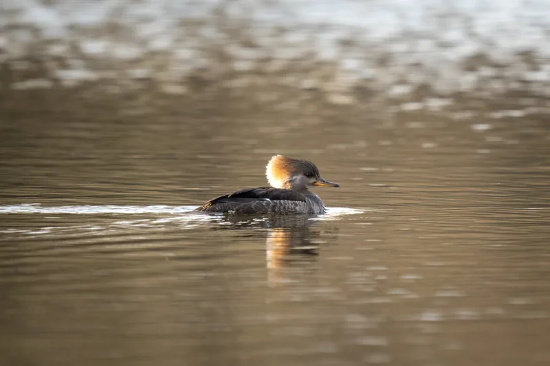 hooded merganser female on a calm pond at sunset