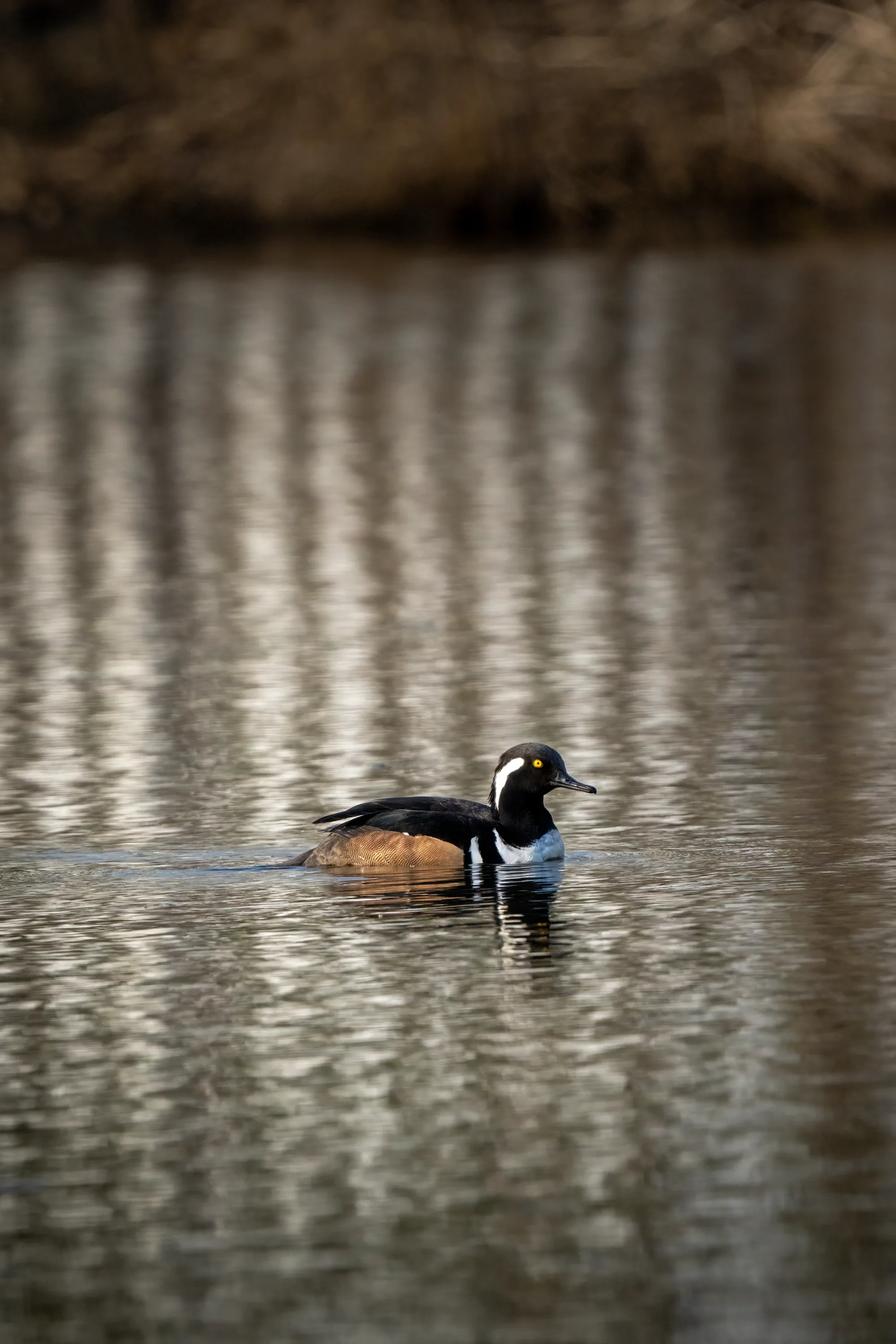hooded merganser on a calm pond at sunset