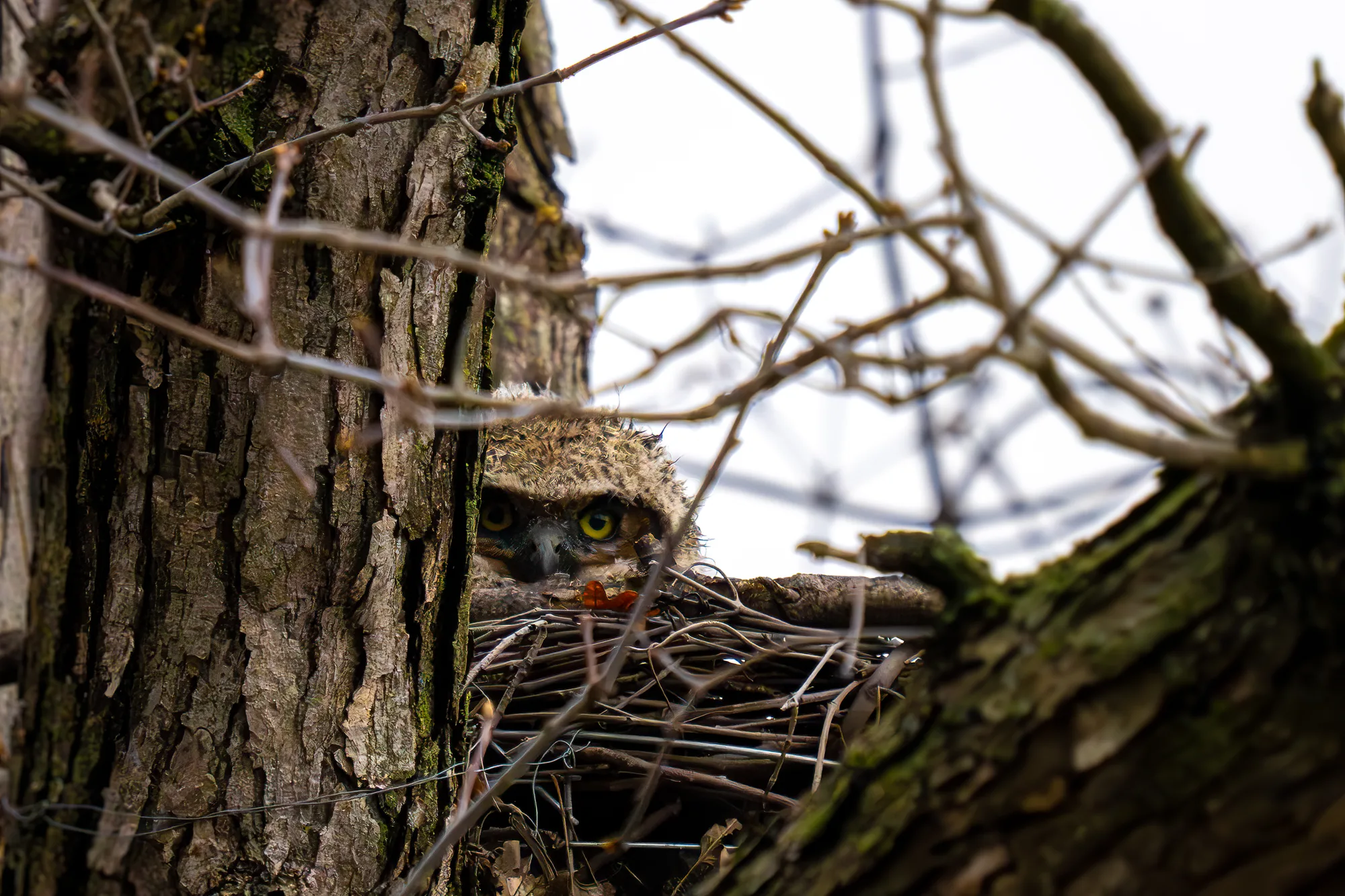 Owlet peeking from a treetop nest