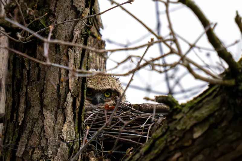 Owlet peeking from a treetop nest