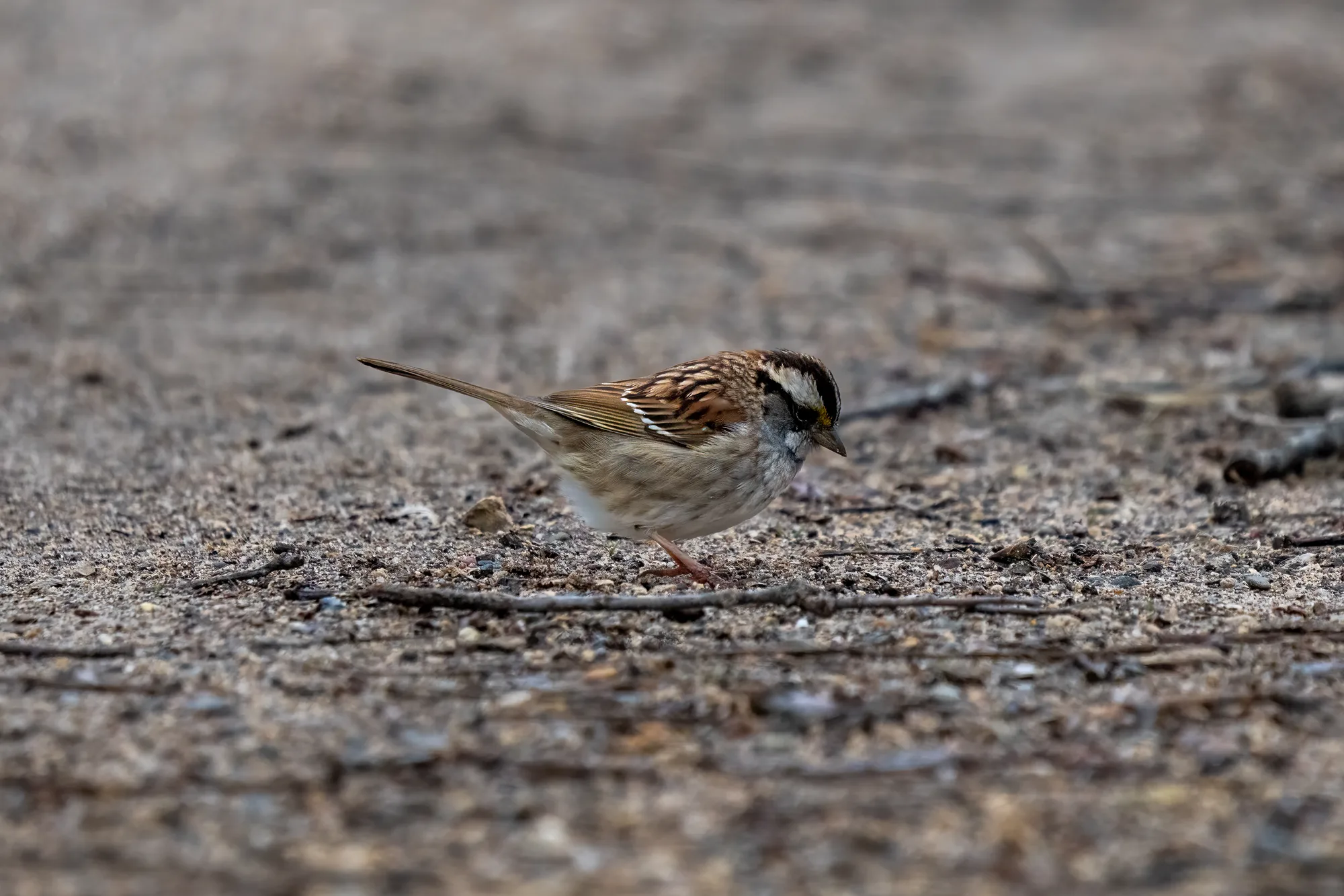 small song bird on a dirt trail on a cloudy day