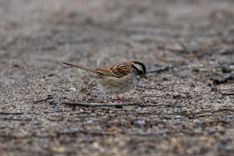 small song bird on a dirt trail on a cloudy day