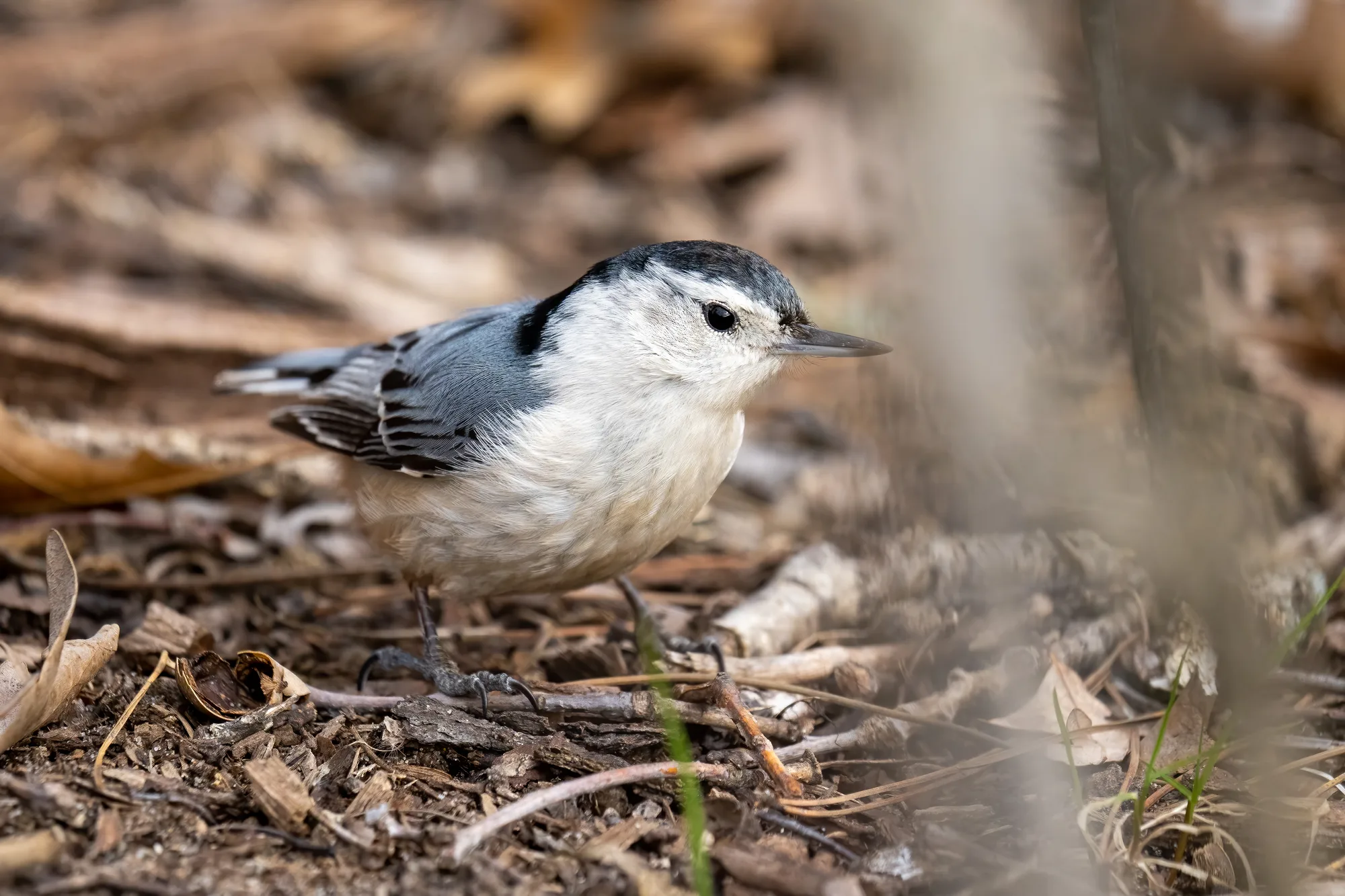 a nuthatch on the forest floor