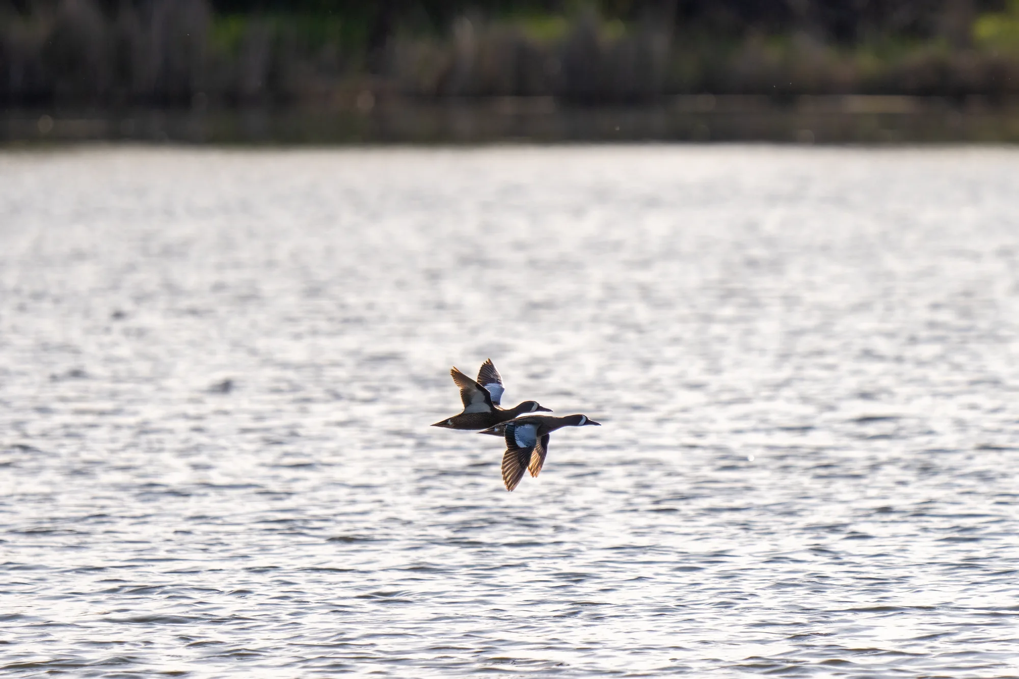 ducks flying over a calm spring lake