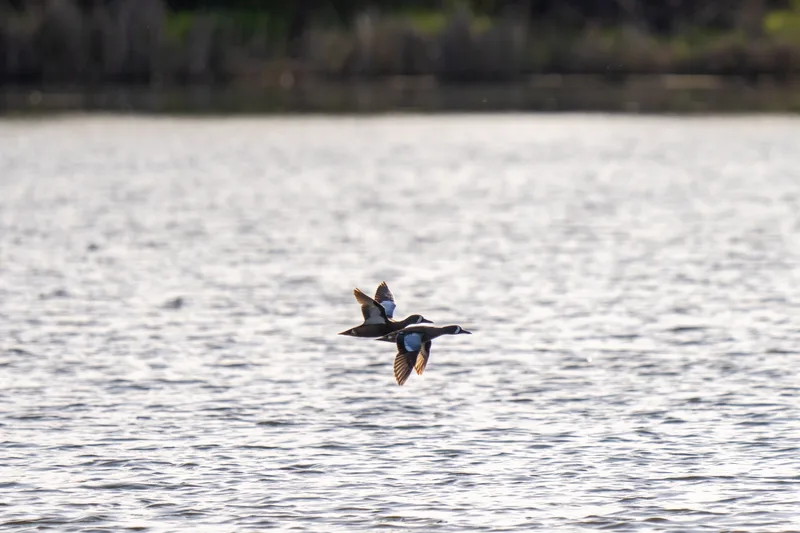 ducks flying over a calm spring lake