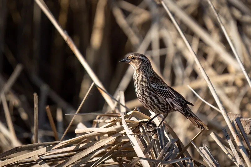 small song bird perched on some dry grass in a meadow