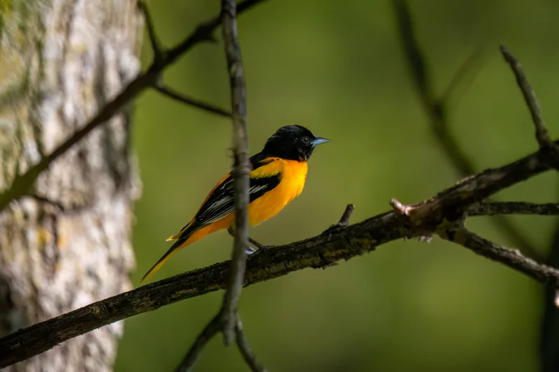 baltimore oriole sitting on a branch in the woods with a green background