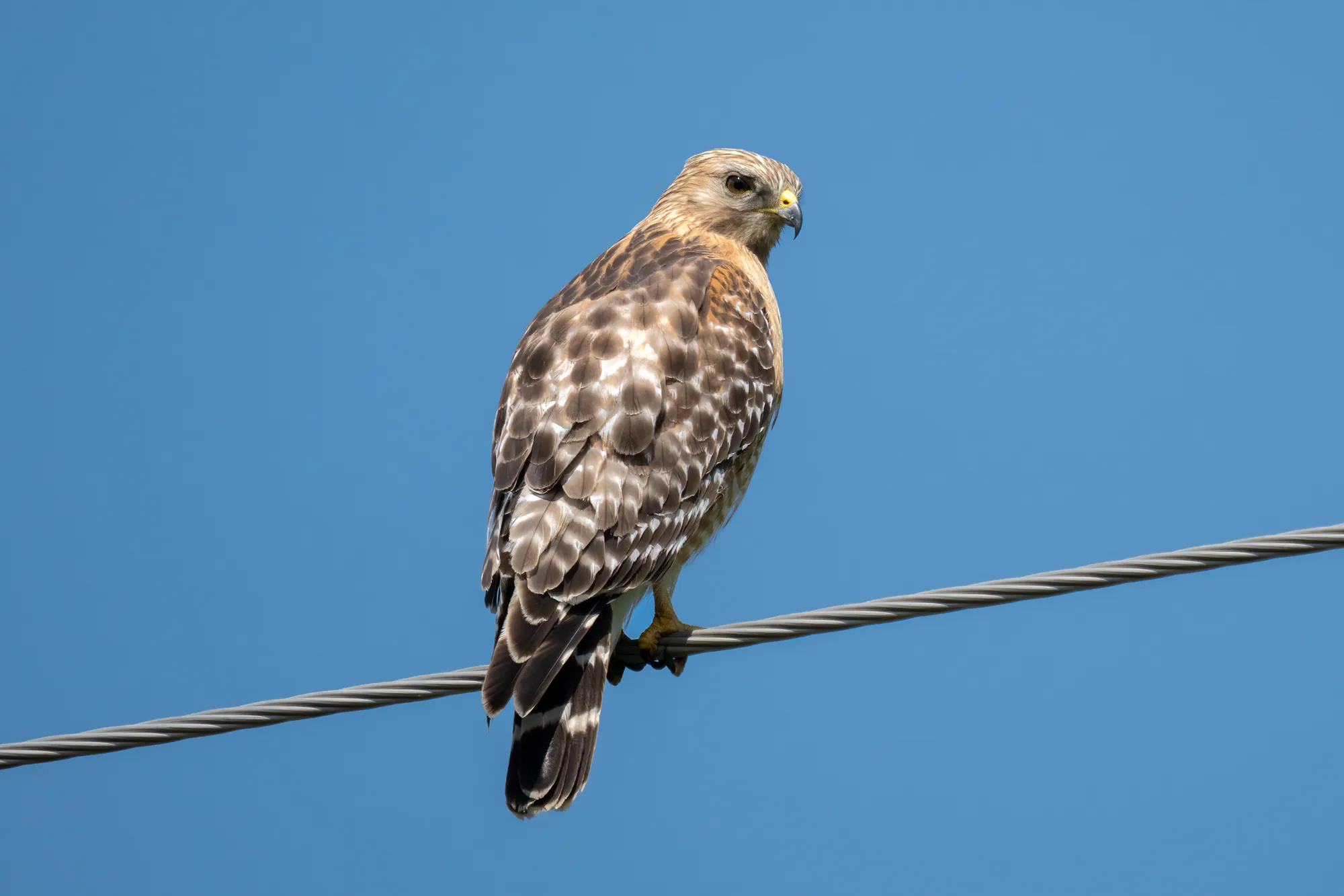 red shouldered hawk on a power line in rural minnesota