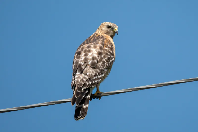 red shouldered hawk on a power line in rural minnesota
