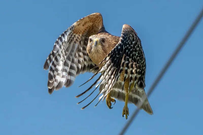 red shouldered hawk swooping off of a power line