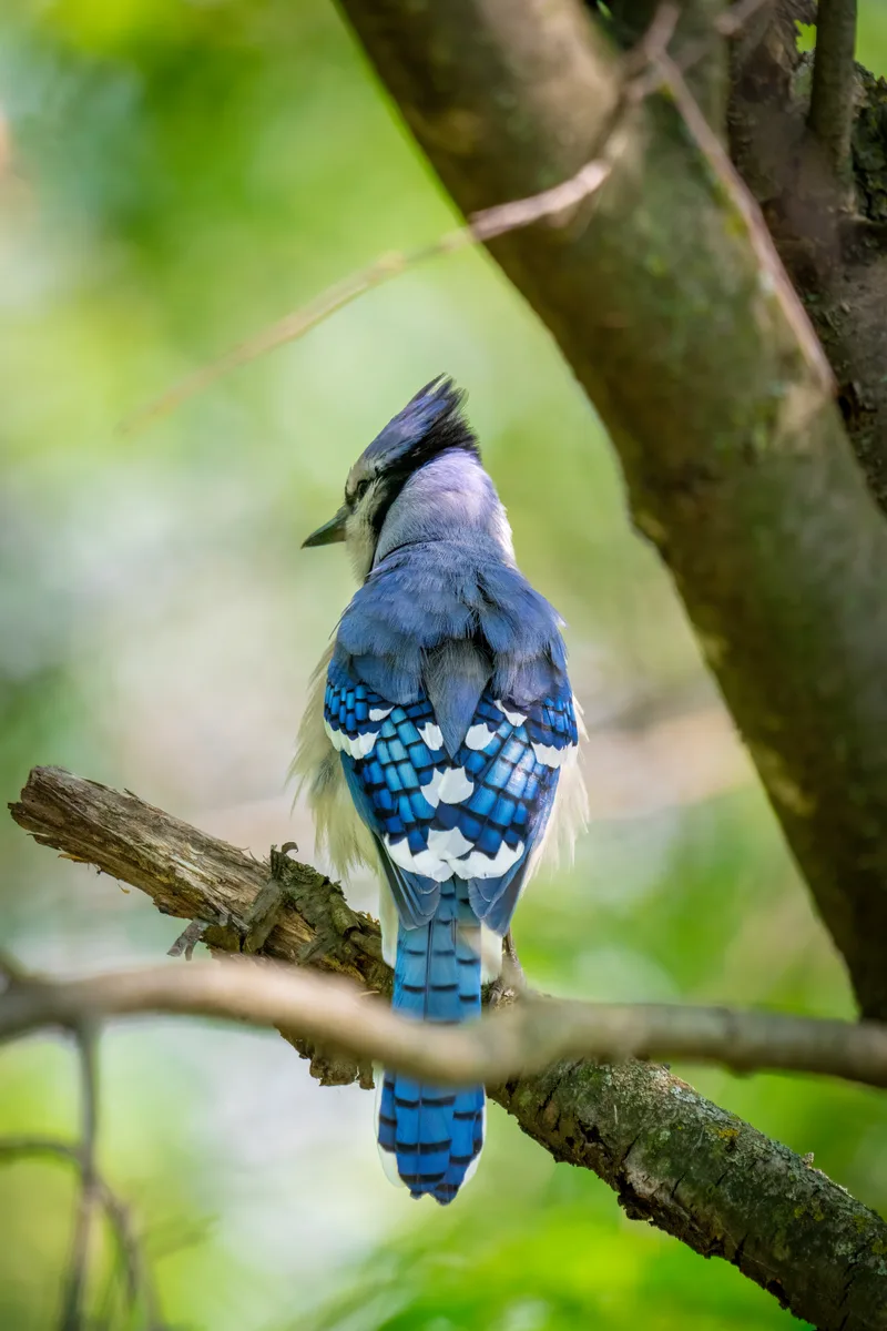 blue jay on a branch looking over its shoulder