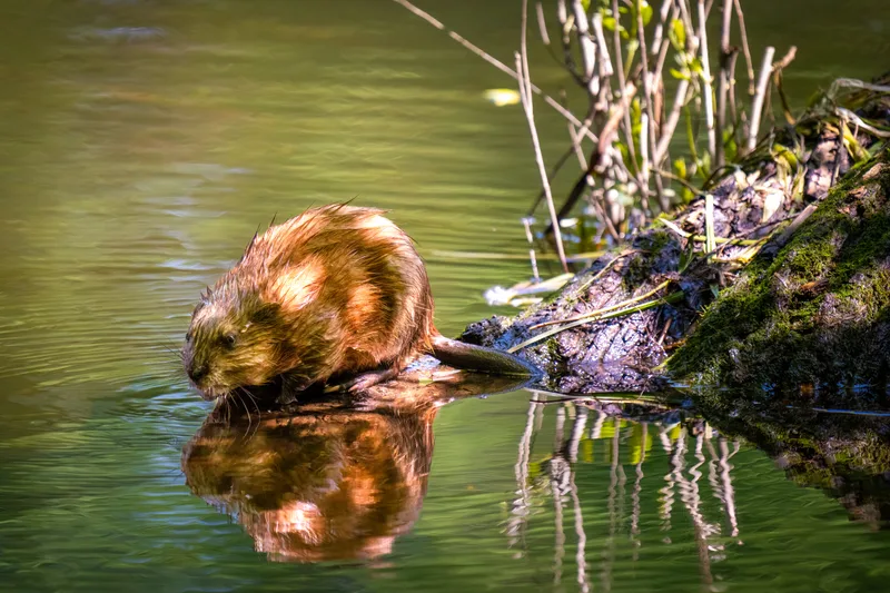 muskrat on the side of lake in a state park wild life refuge