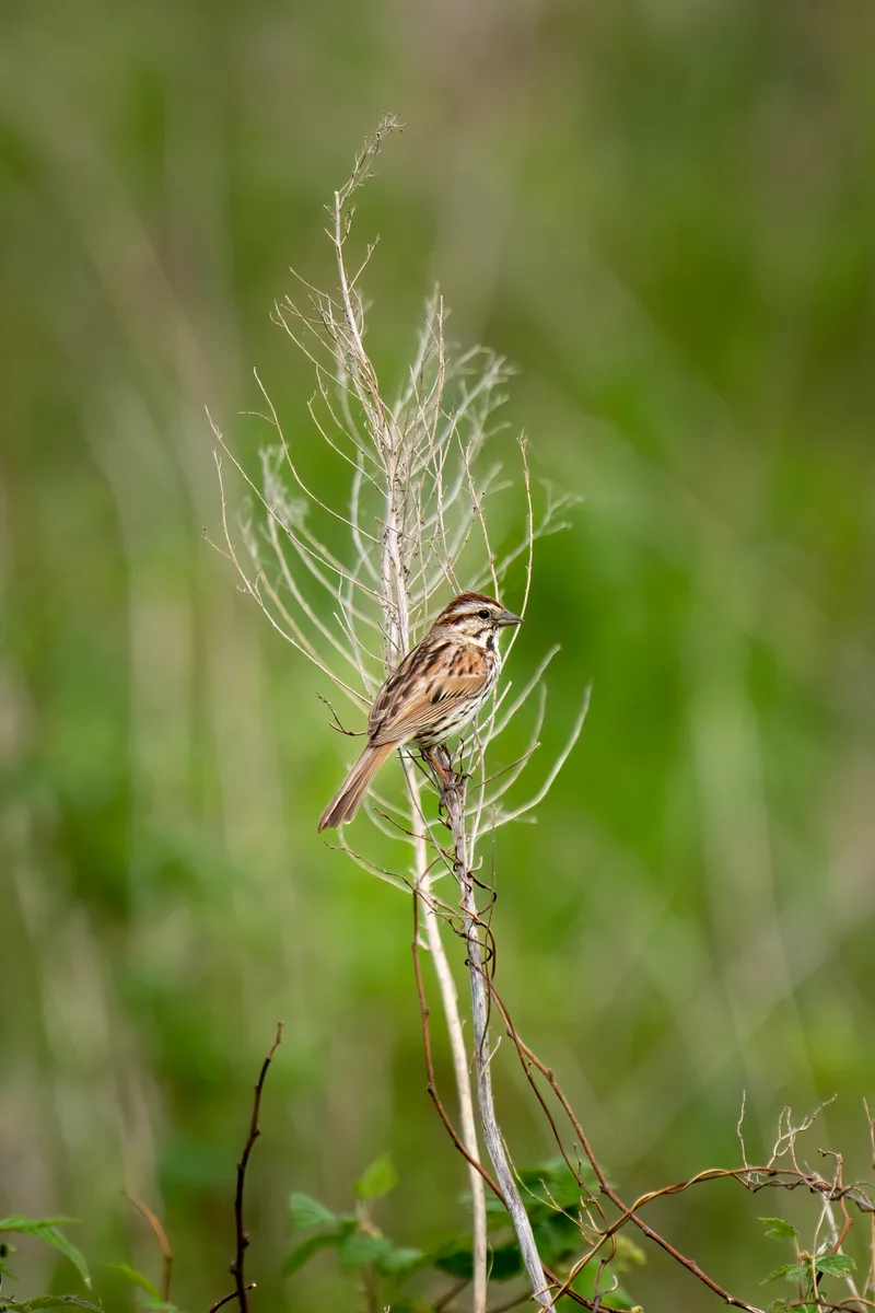 songbird on a small plant in the middle of a spring meadow