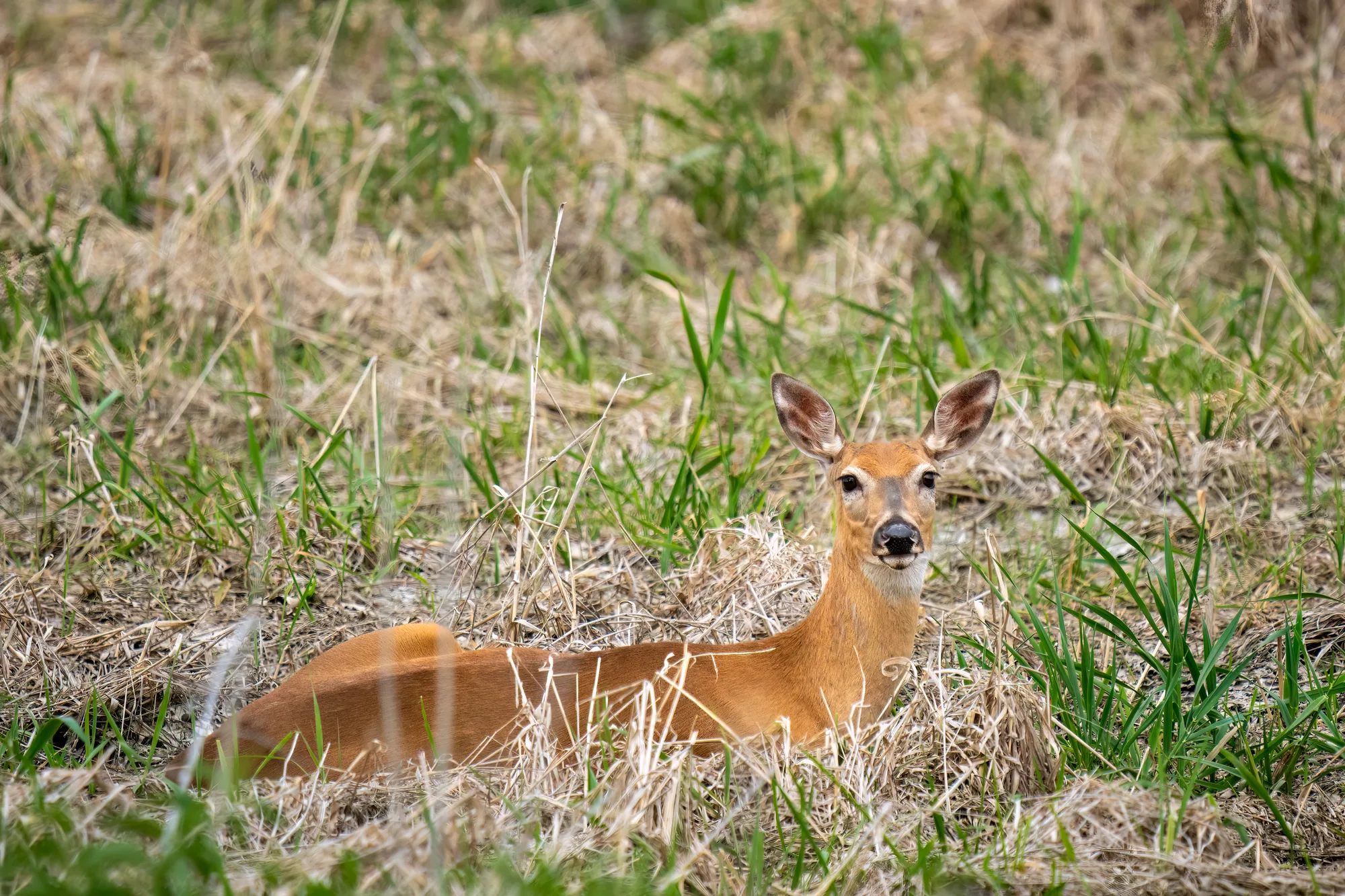 young female deer laying in a marshy field