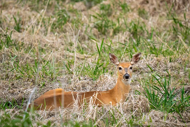 young female deer laying in a marshy field