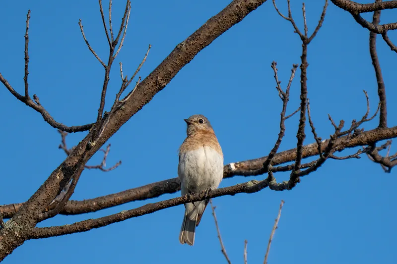 song bird perched in a barren spring tree