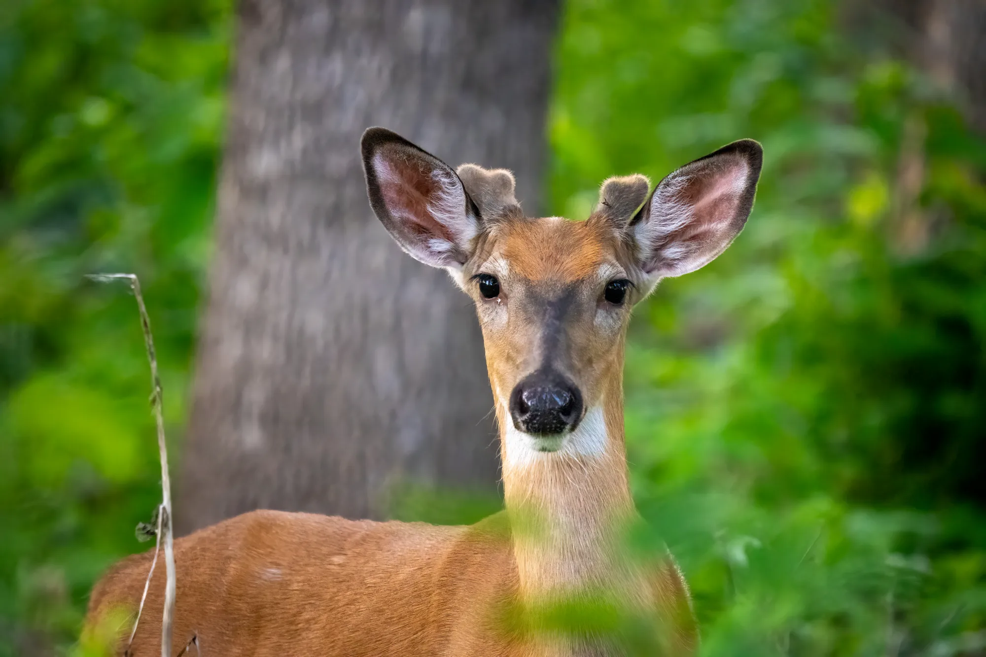 portrait of a young male deer
