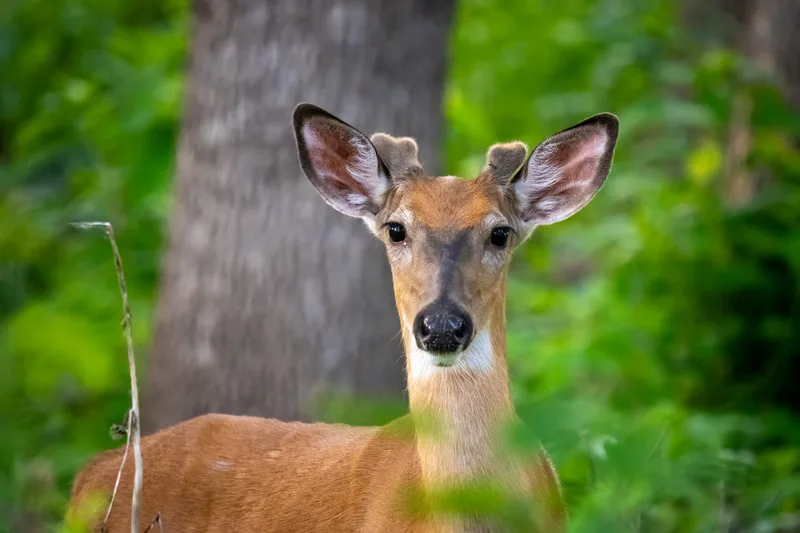 portrait of a young male deer