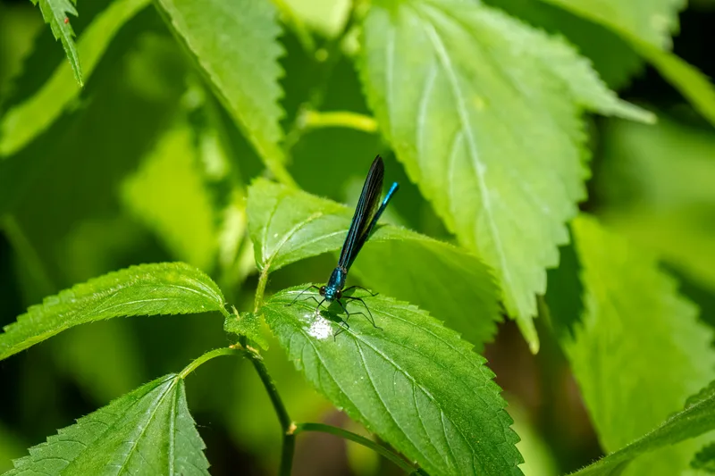 blue damselfly on leaf of a plant