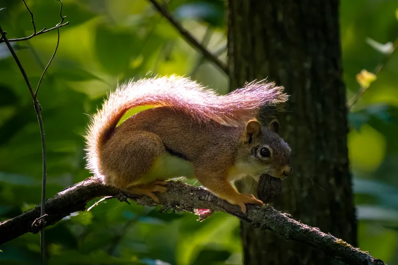 red squirrel in a tree with a nut at sunset