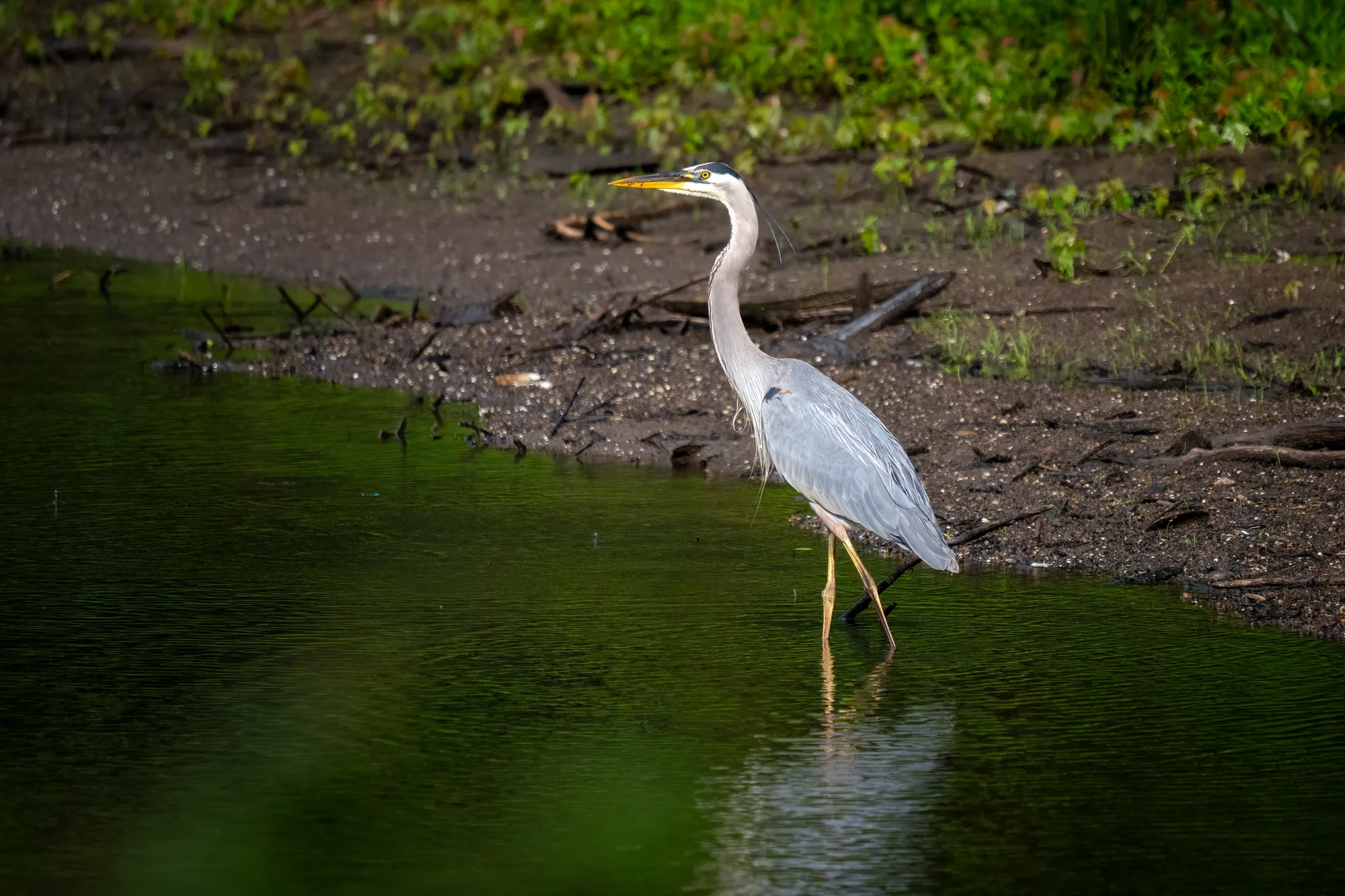 great blue heron wading into the river to fish
