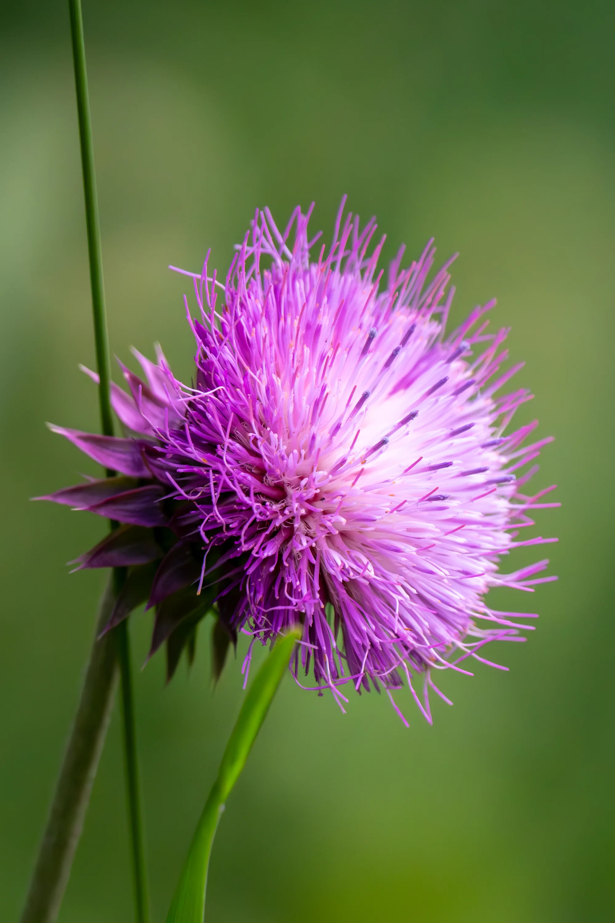 bright pink and purple wild flower