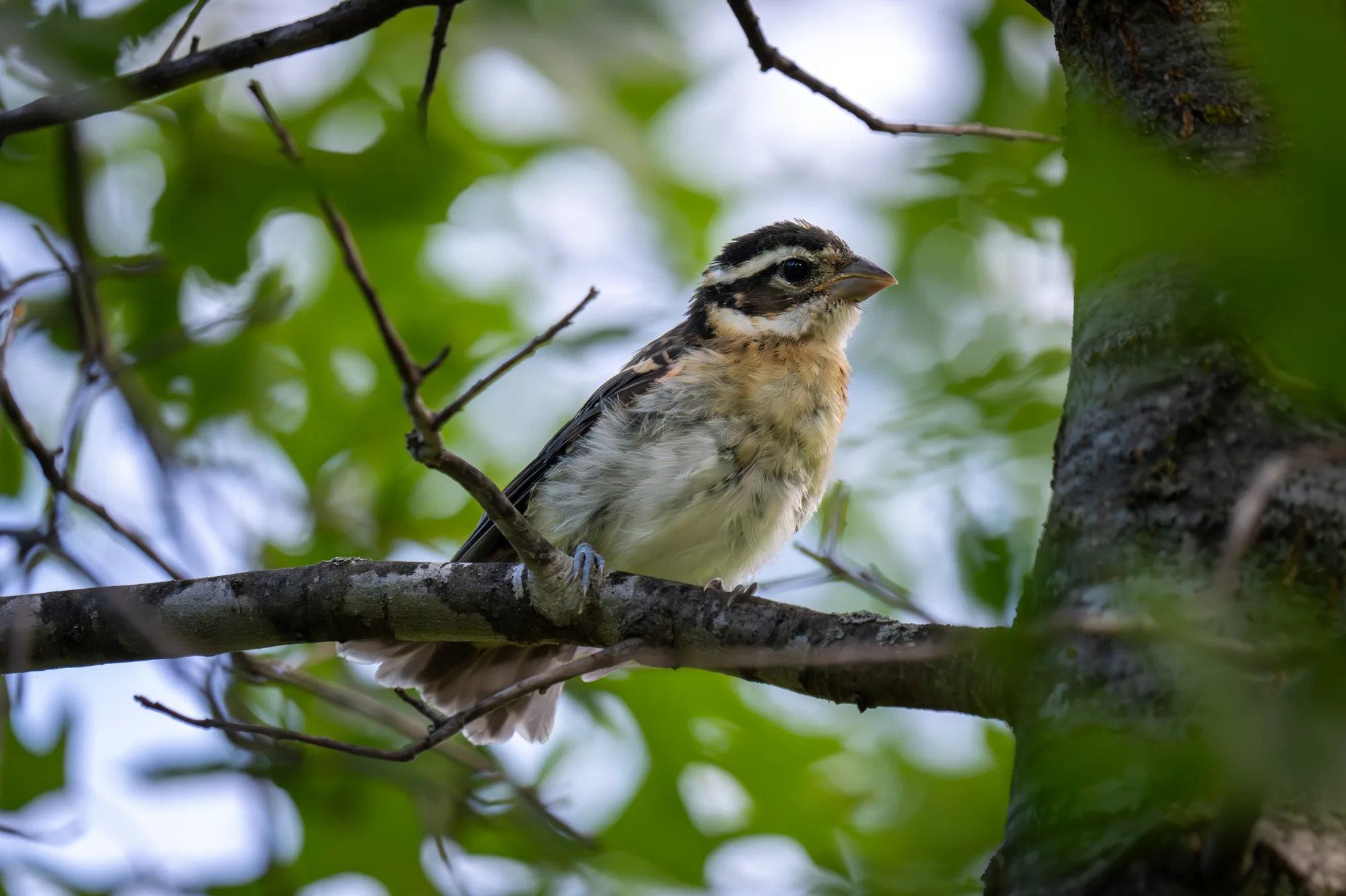 cute and small woodpecker in a woodland tree