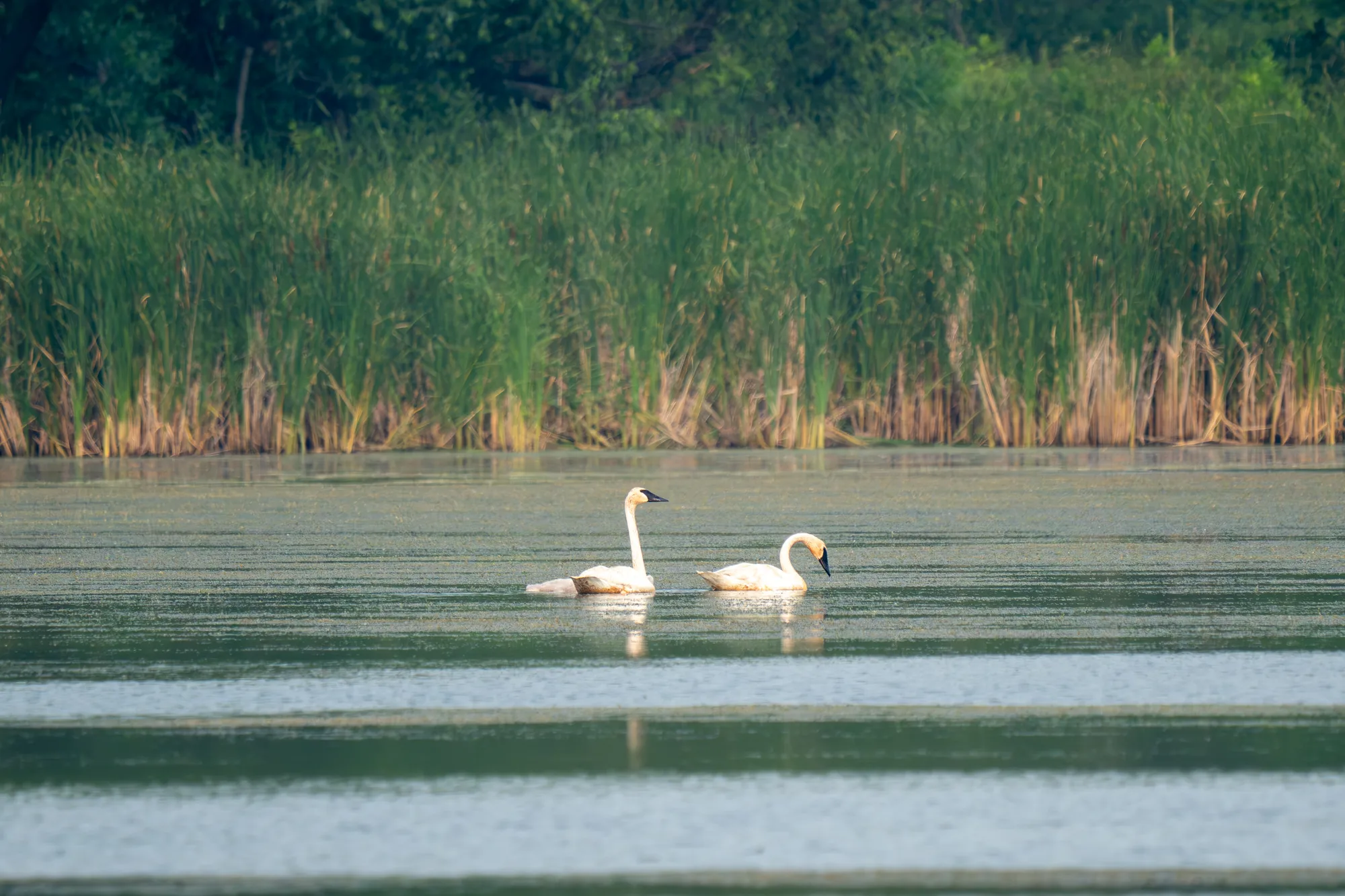 white swans swimming on a wetland lake