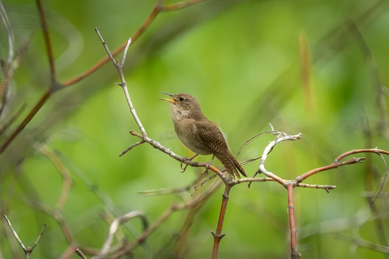 thrush singing in the woods on a small branch