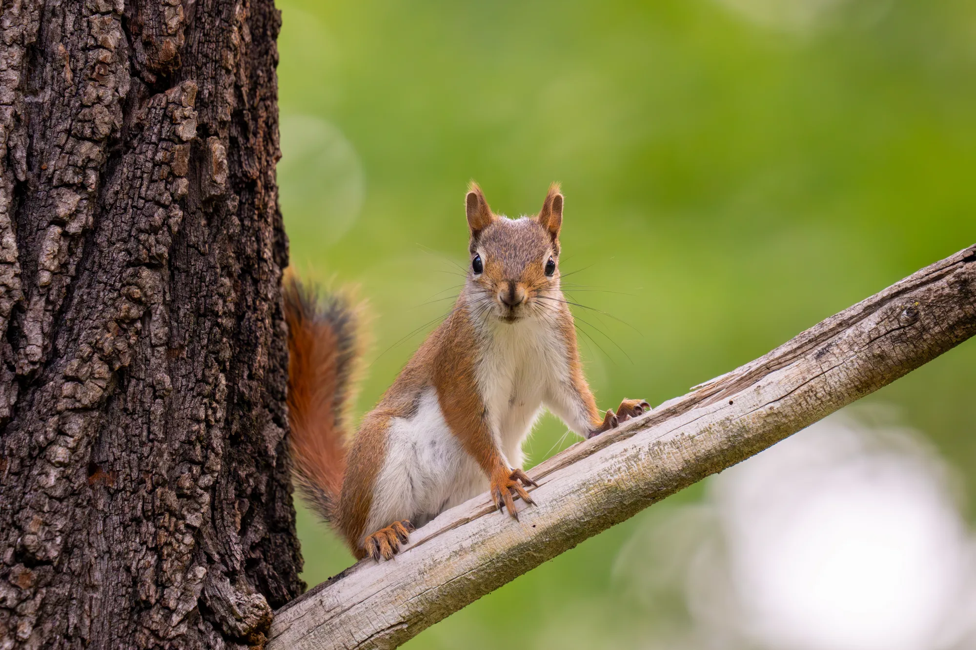 red squirrel on a tree branch in the woods