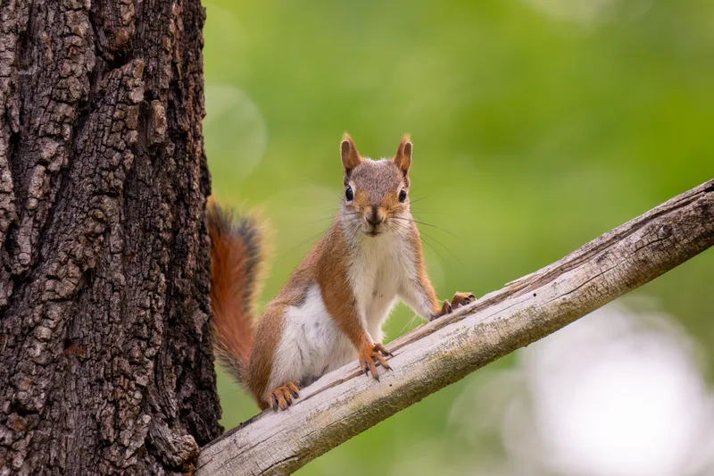 red squirrel on a tree branch in the woods