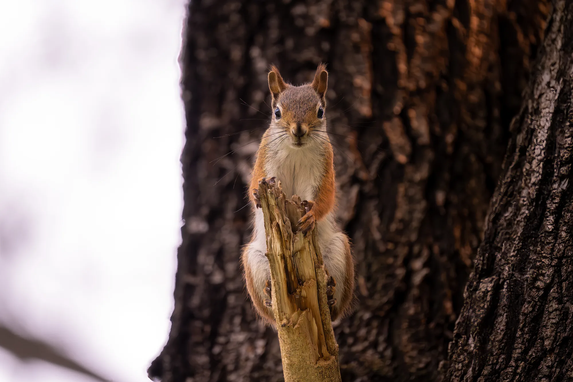 red squirrel on a tree branch in the woods