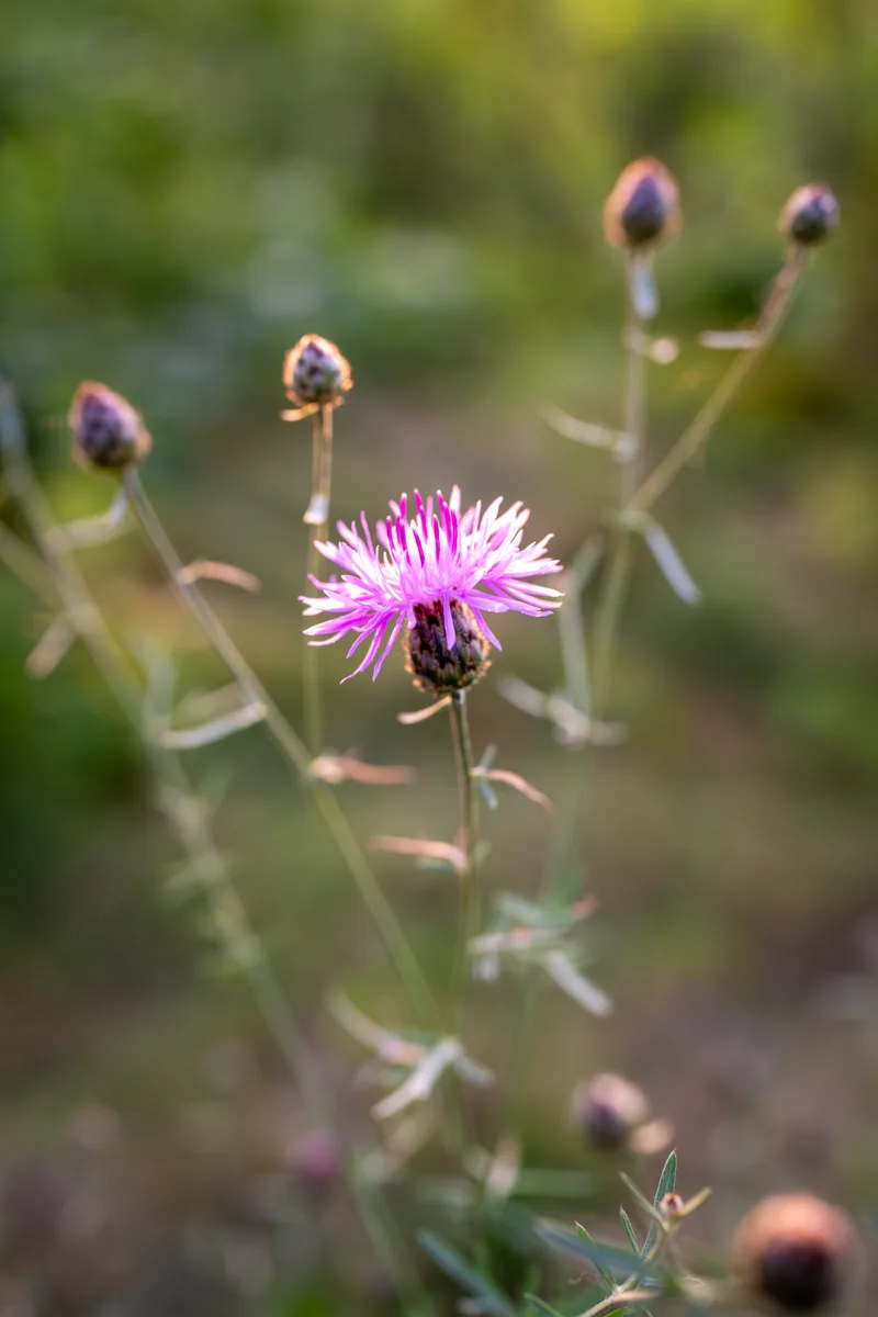small purple thistle blossom in the sunset light at golden hour