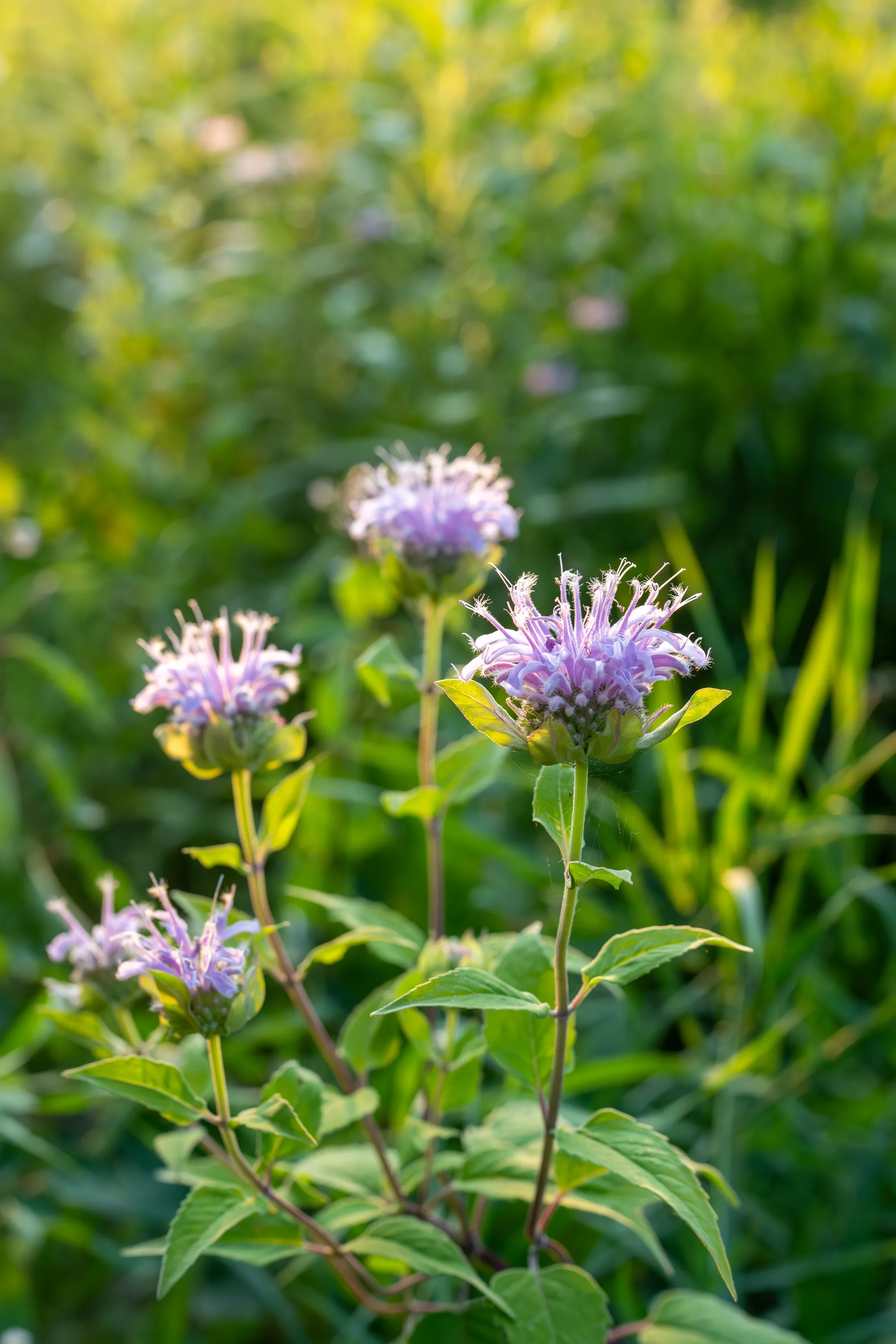purple bee balm flowers in a garden