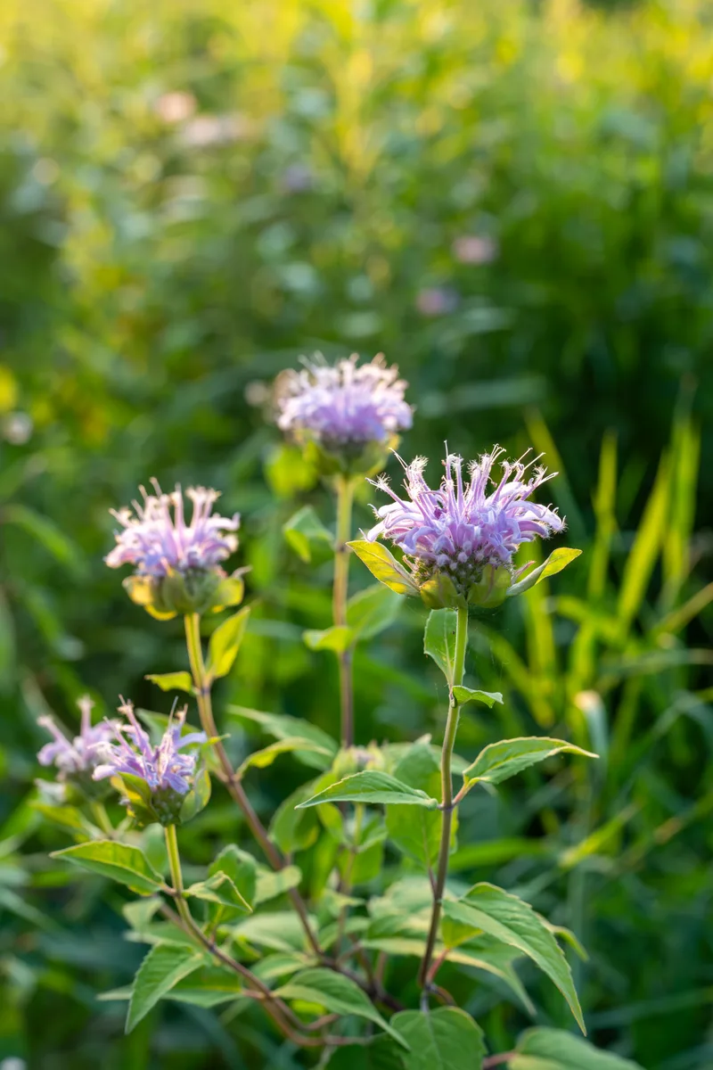 purple bee balm flowers in a garden