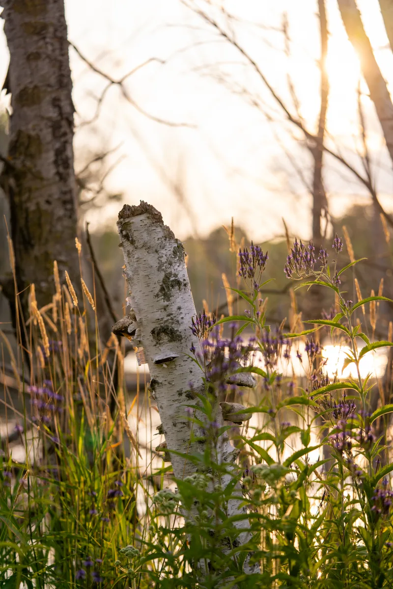 birch tree stump in the warm light of sunset in the wetlands