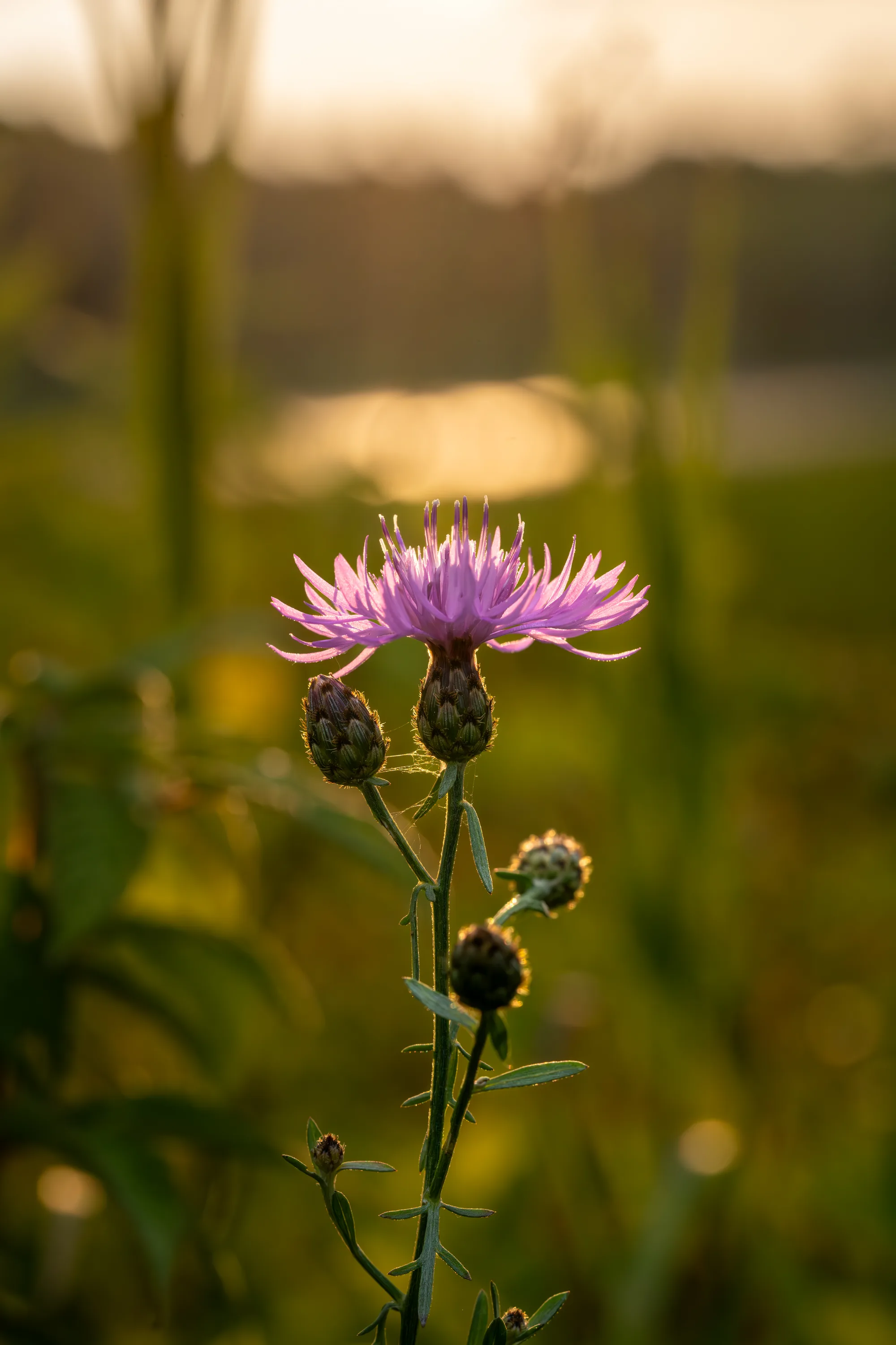 purple thistle blossom in the warm light of sunset