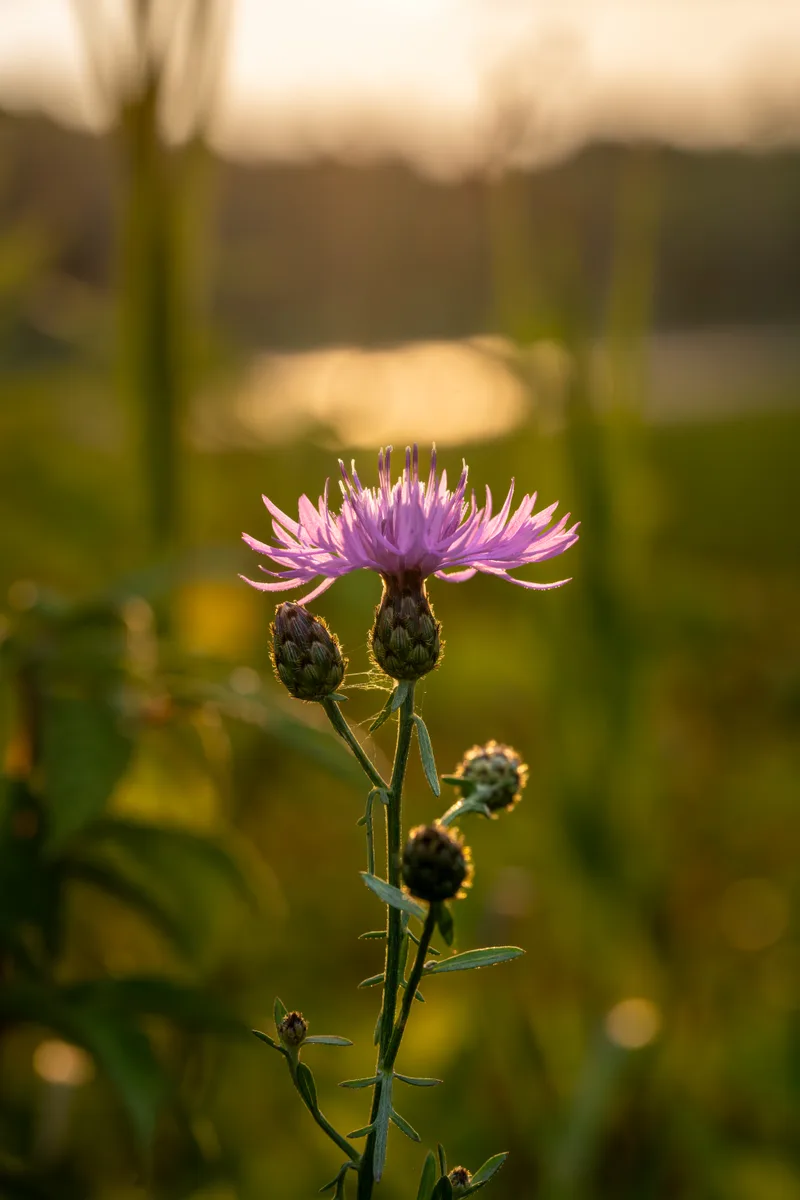 purple thistle blossom in the warm light of sunset