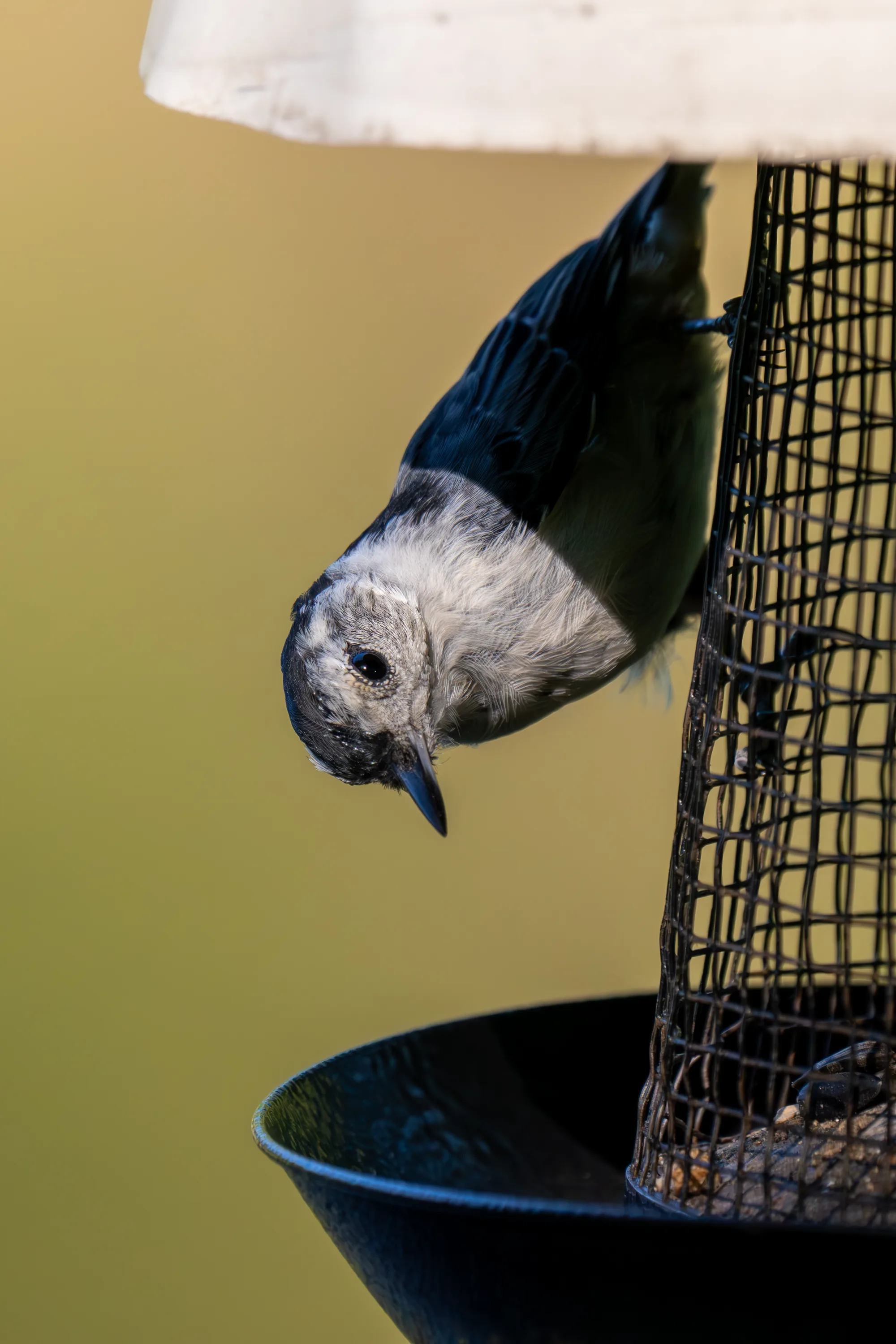 nuthatch perched on the mesh of a bird feeder in the summer sun