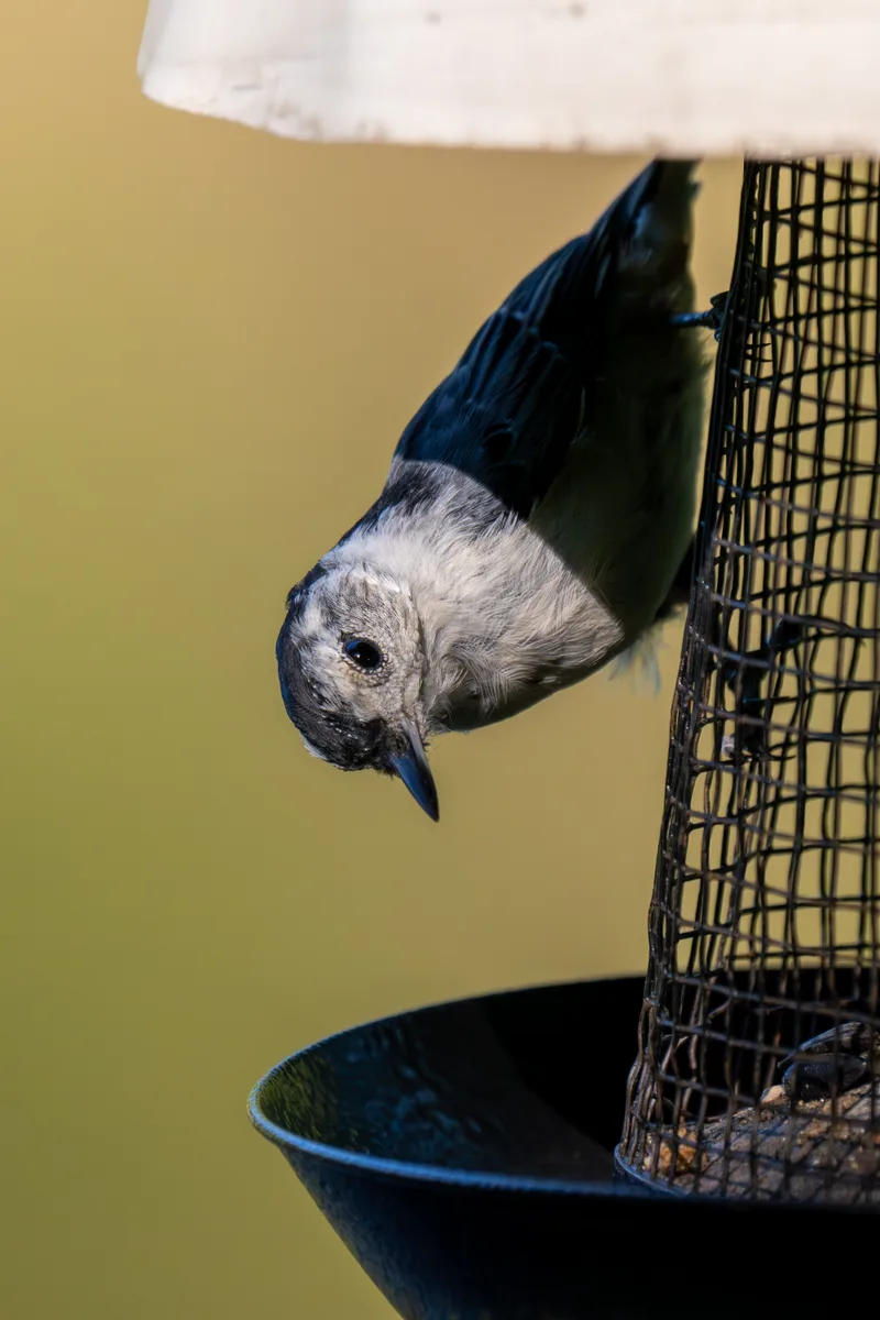 nuthatch perched on the mesh of a bird feeder in the summer sun