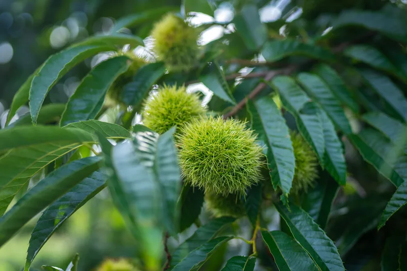 young chestnuts on a tree in hokkaido japan