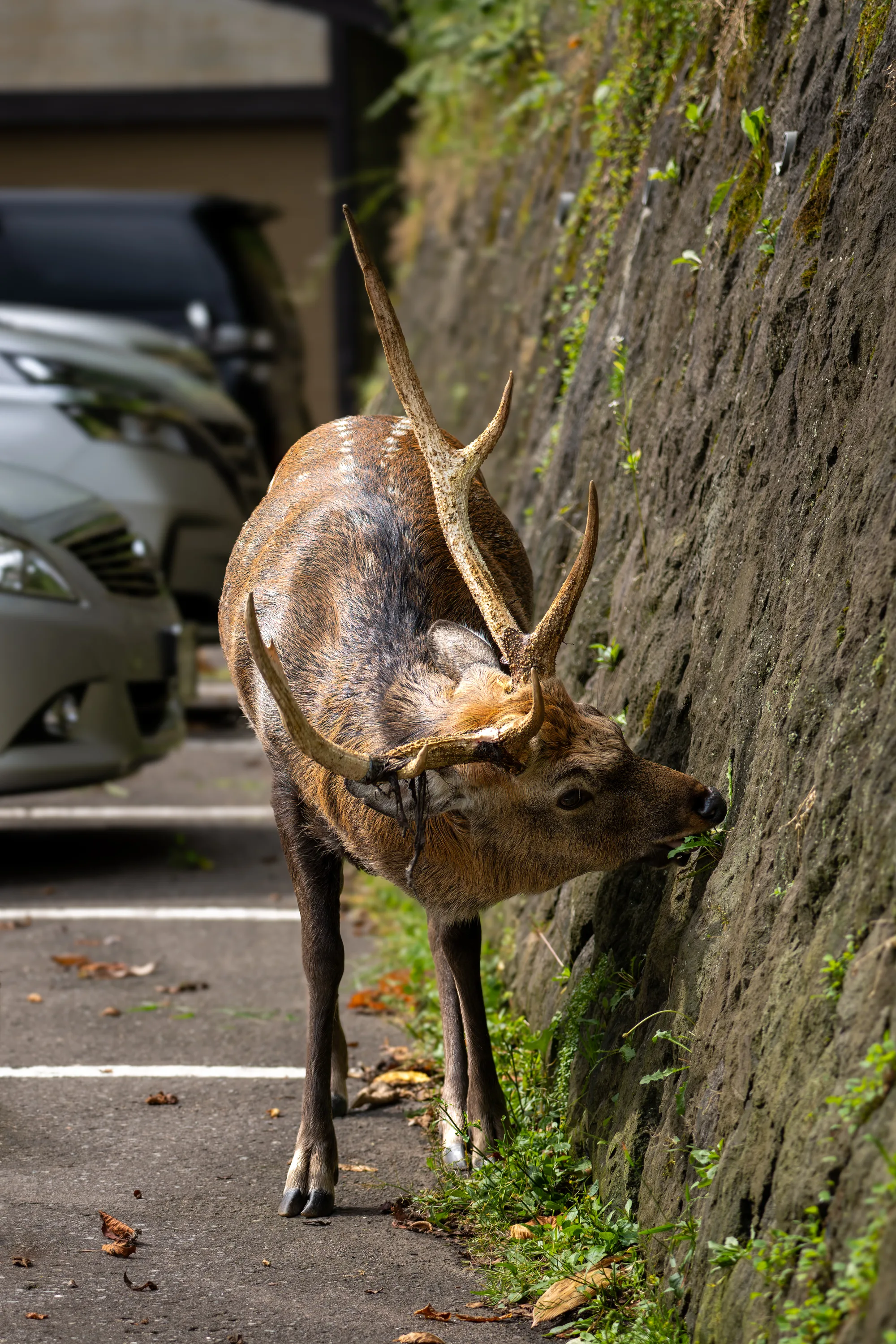 male sika deer grazing along a stone wall in hokkaido japan