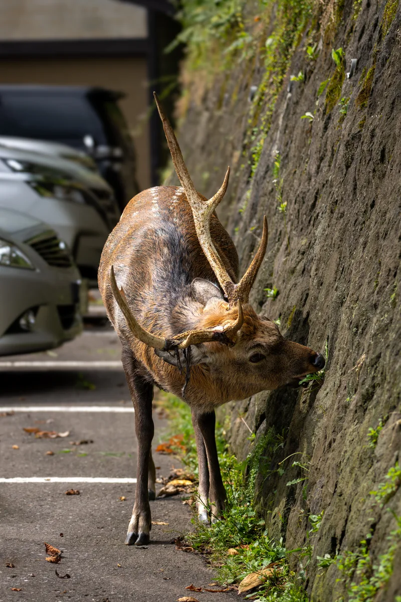 male sika deer grazing along a stone wall in hokkaido japan