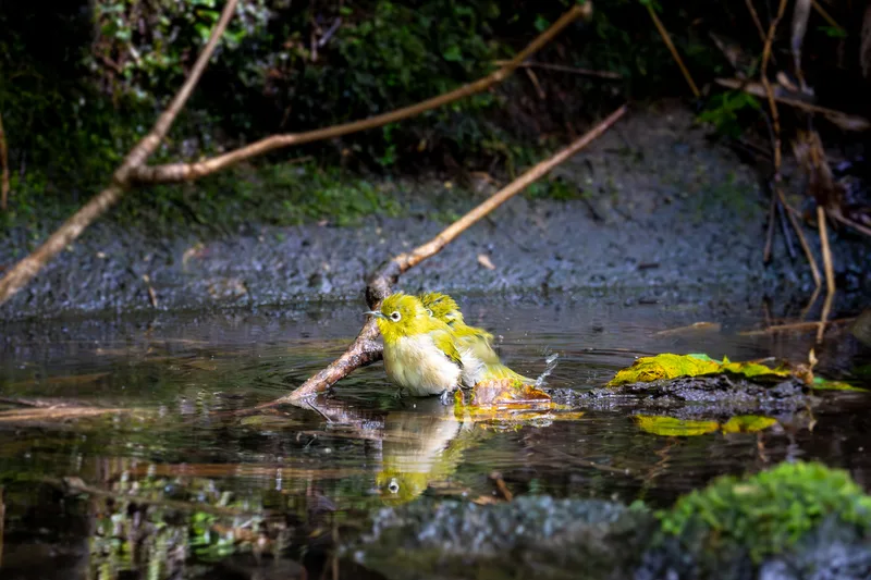 two bathing birds in the wood of hokkaido japan