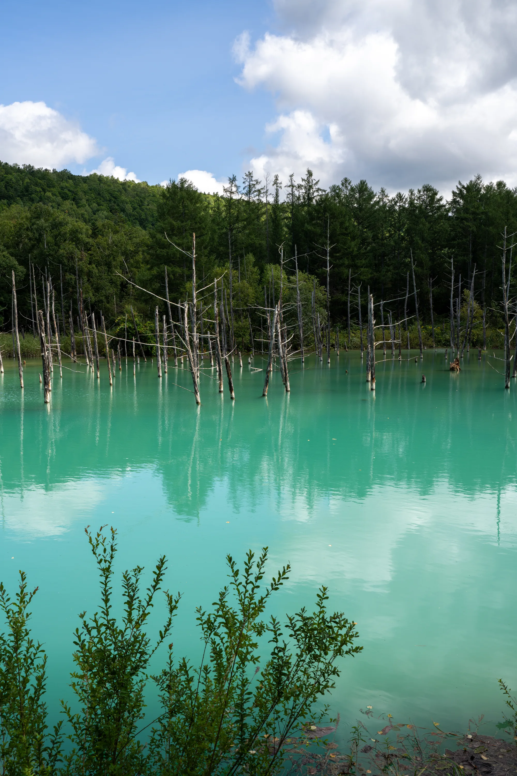 view across the shirogane blue pond in central hokkaido
